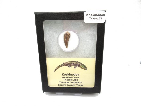 Genuine Fossil Triassic Koskinodon Amphibian Tooth from Texas for Sale #27