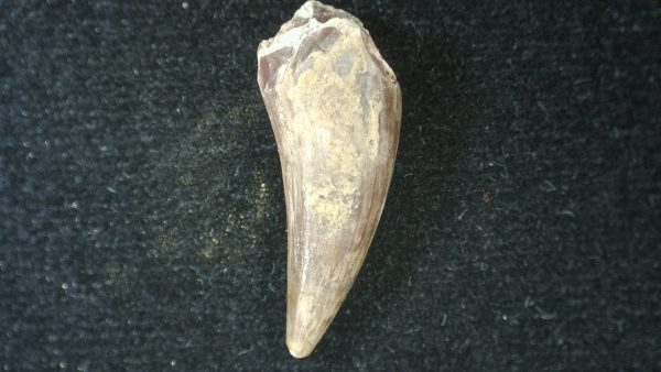 Genuine Fossil Triassic Koskinodon Amphibian Tooth from Texas for Sale #27a