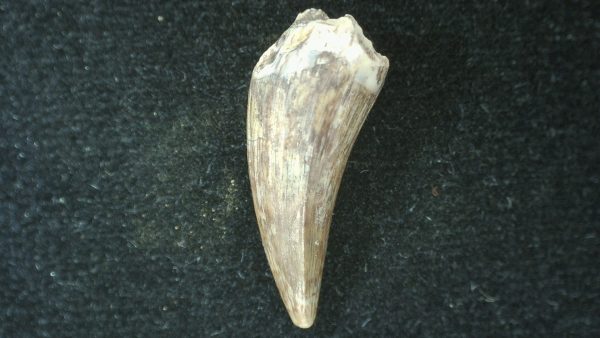 Genuine Fossil Triassic Koskinodon Amphibian Tooth from Texas for Sale #27b