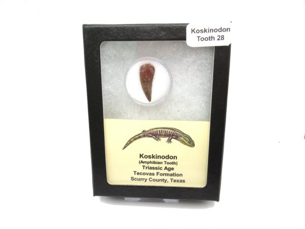 Genuine Fossil Triassic Koskinodon Amphibian Tooth from Texas for Sale #28