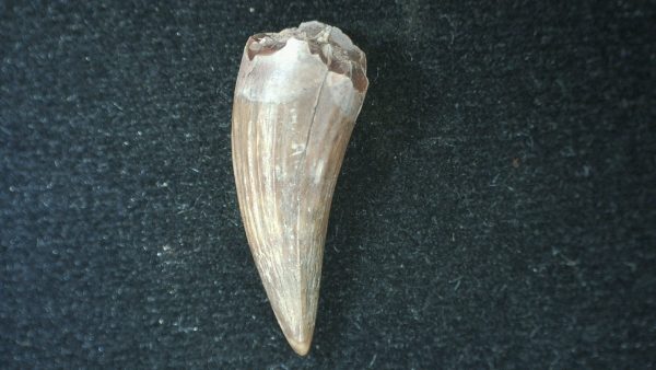 Genuine Fossil Triassic Koskinodon Amphibian Tooth from Texas for Sale #28a