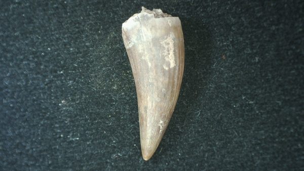 Genuine Fossil Triassic Koskinodon Amphibian Tooth from Texas for Sale #28b