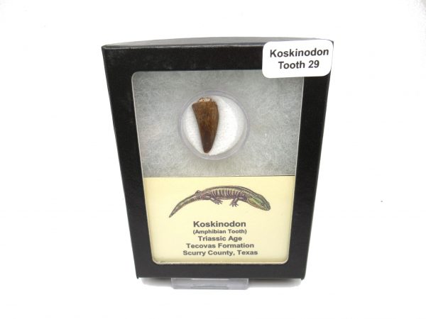 Genuine Fossil Triassic Koskinodon Amphibian Tooth from Texas for Sale #29