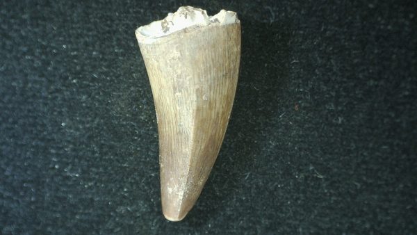 Genuine Fossil Triassic Koskinodon Amphibian Tooth from Texas for Sale #29a