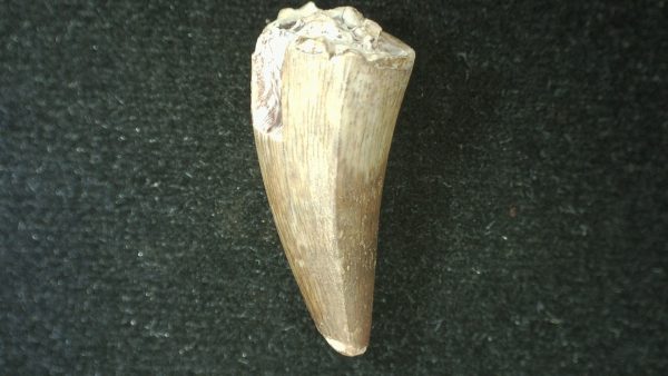 Genuine Fossil Triassic Koskinodon Amphibian Tooth from Texas for Sale #29b