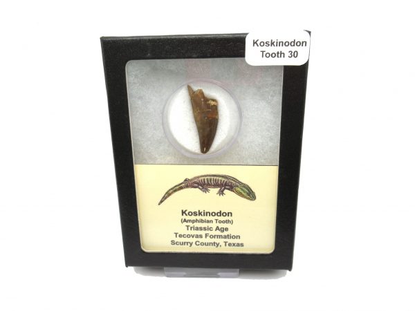 Genuine Fossil Triassic Koskinodon Amphibian Tooth from Texas for Sale #30