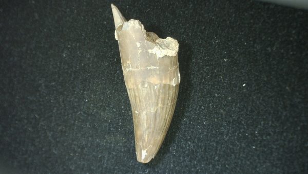 Genuine Fossil Triassic Koskinodon Amphibian Tooth from Texas for Sale #30a