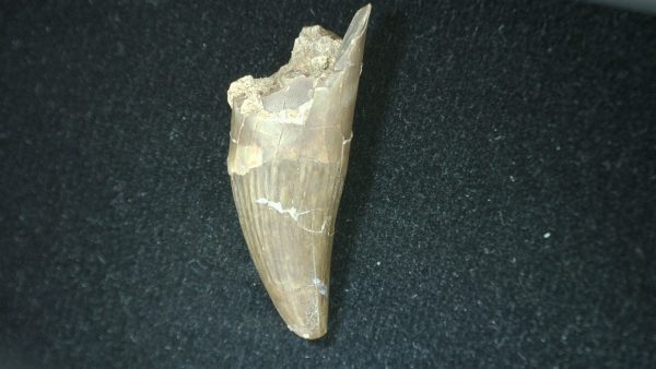 Genuine Fossil Triassic Koskinodon Amphibian Tooth from Texas for Sale #30b