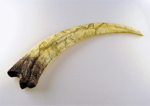 Replica Therizinosaurus Claw For Sale