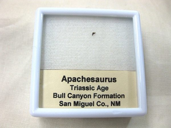 Apachesaurus Amphibian Tooth #1