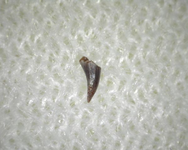 Apachesaurus Amphibian Tooth #1 - Image 2