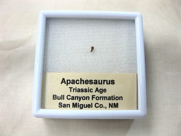 Apachesaurus Amphibian Tooth #3