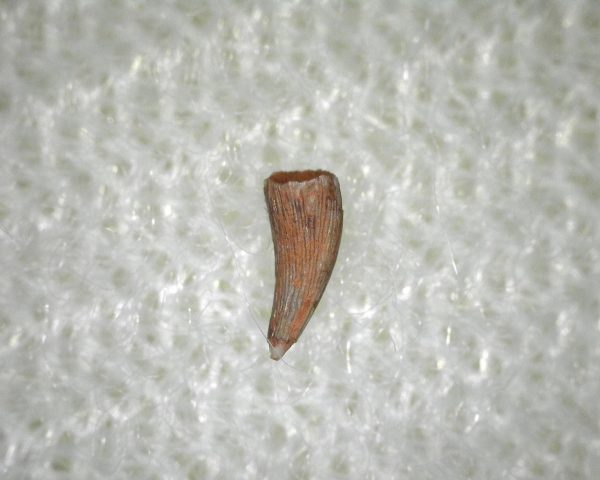 Apachesaurus Amphibian Tooth #3 - Image 2