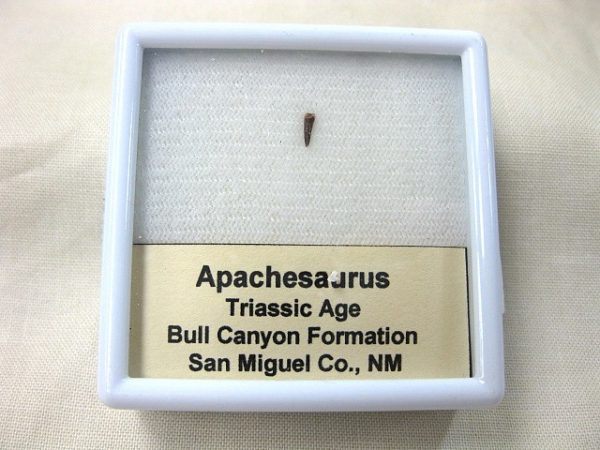 Apachesaurus Amphibian Tooth #6