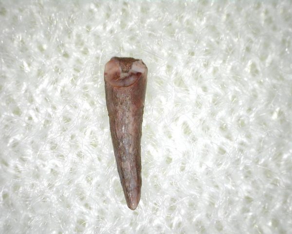 Apachesaurus Amphibian Tooth #6 - Image 2