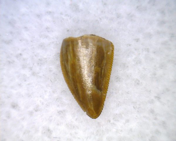 Hesperosuchus Reptile Tooth #11 - Image 2