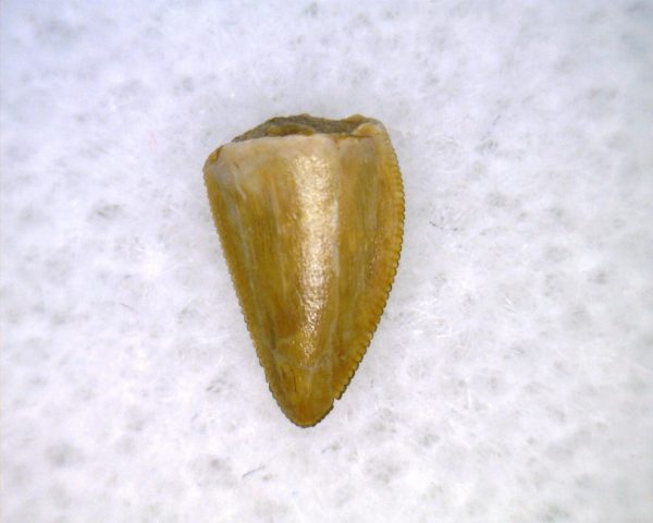 Hesperosuchus Reptile Tooth #11 - Image 3