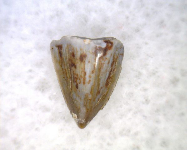 Hesperosuchus Reptile Tooth #14 - Image 2