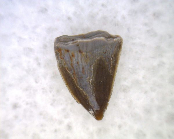 Hesperosuchus Reptile Tooth #14 - Image 3