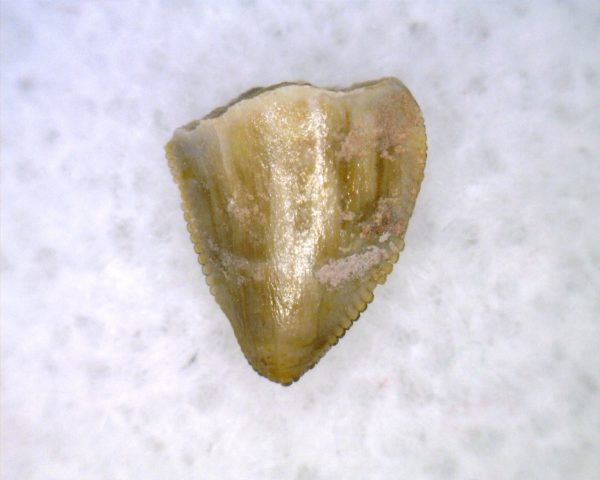 Hesperosuchus Reptile Tooth #15 - Image 2