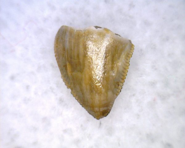 Hesperosuchus Reptile Tooth #15 - Image 3