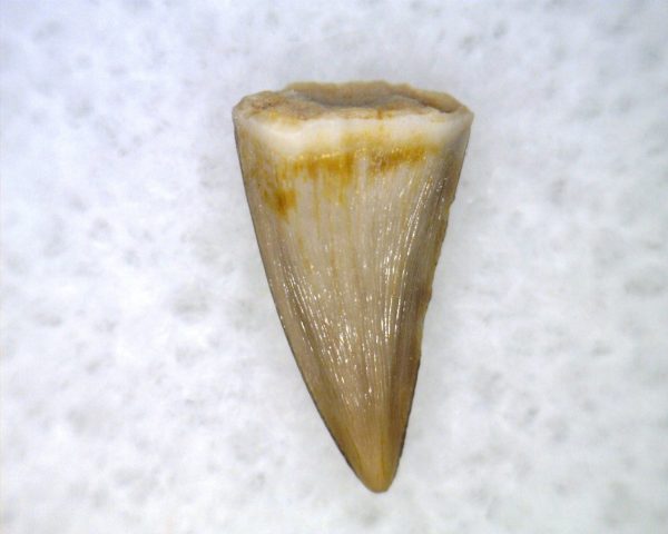 Hesperosuchus Reptile Tooth #16 - Image 2