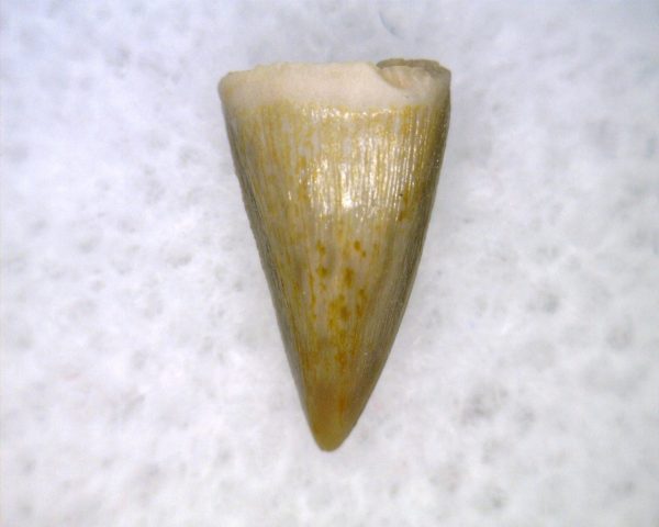 Hesperosuchus Reptile Tooth #16 - Image 3