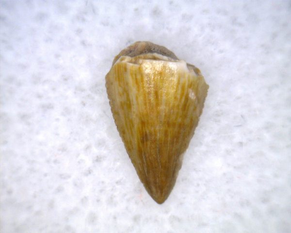 Hesperosuchus Reptile Tooth #17 - Image 2