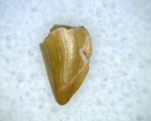 Hesperosuchus Reptile Tooth #19 - Image 2