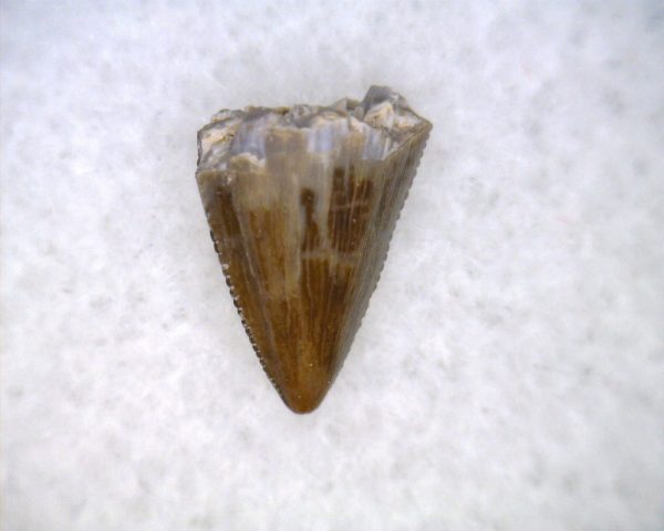 Hesperosuchus Reptile Tooth #20 - Image 2