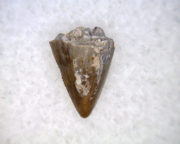 Hesperosuchus Reptile Tooth #20 - Image 3