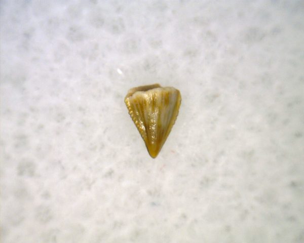 Hesperosuchus Reptile Tooth #21 - Image 2