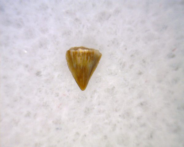 Hesperosuchus Reptile Tooth #21 - Image 3