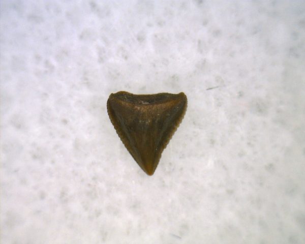 Hesperosuchus Reptile Tooth #22 - Image 2