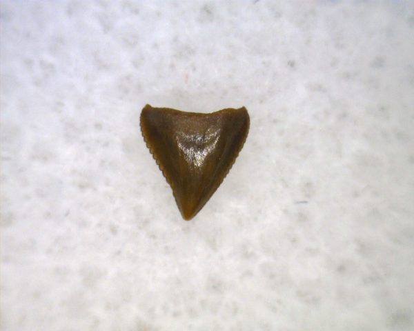 Hesperosuchus Reptile Tooth #22 - Image 3