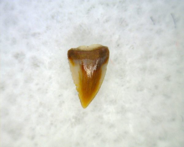 Hesperosuchus Reptile Tooth #23 - Image 2