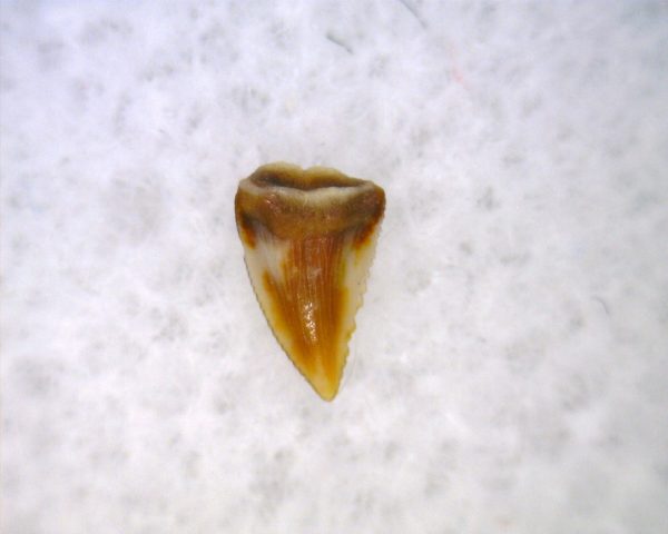 Hesperosuchus Reptile Tooth #23 - Image 3