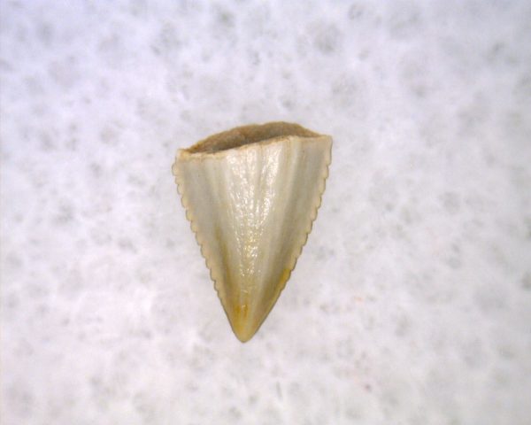 Hesperosuchus Reptile Tooth #25 - Image 2