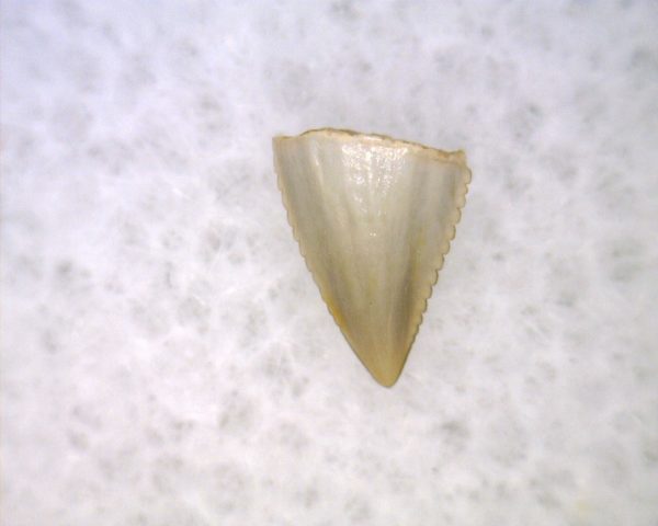 Hesperosuchus Reptile Tooth #25 - Image 3