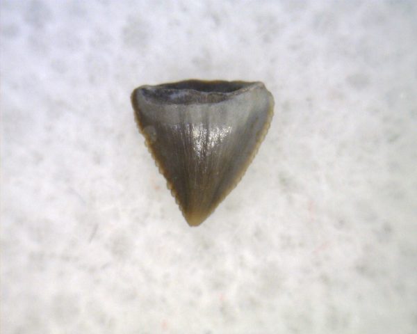 Hesperosuchus Reptile Tooth #26 - Image 2