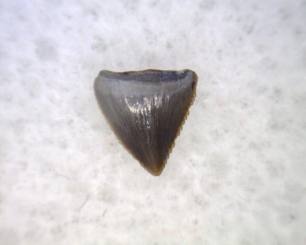 Hesperosuchus Reptile Tooth #26 - Image 3