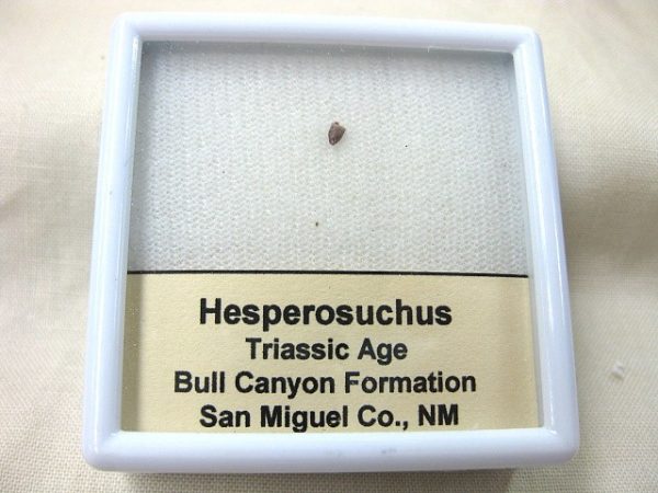 Hesperosuchus Reptile Tooth #1