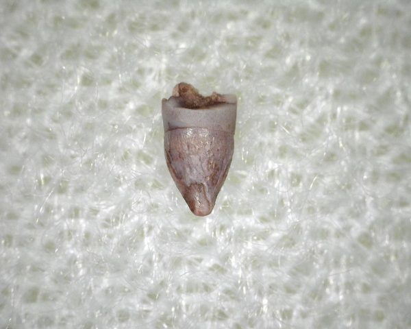 Hesperosuchus Reptile Tooth #1 - Image 2