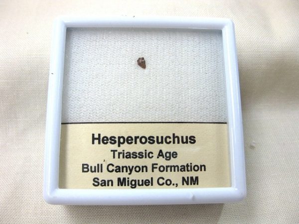 Hesperosuchus Reptile Tooth #2