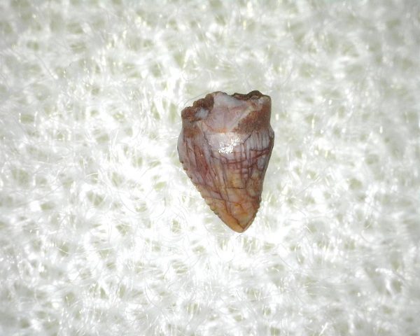 Hesperosuchus Reptile Tooth #2 - Image 2