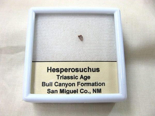 Hesperosuchus Reptile Tooth #3