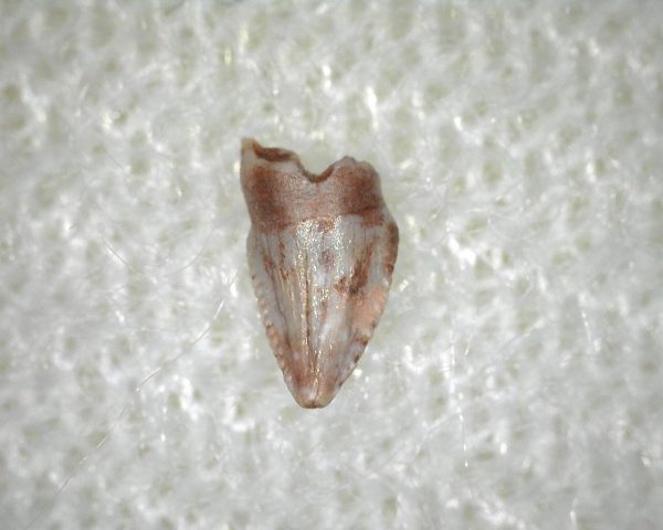 Hesperosuchus Reptile Tooth #3 - Image 2