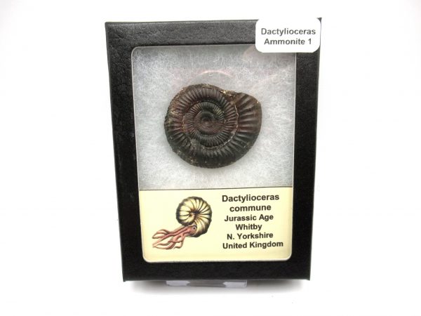 United Kindom Dactylioceras Ammonite #1