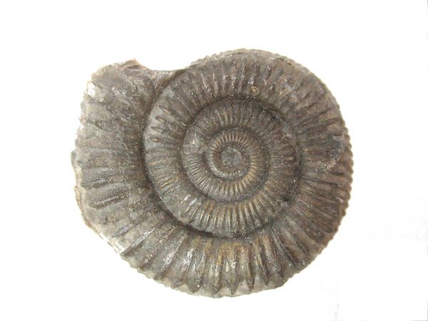 United Kindom Dactylioceras Ammonite #10 - Image 2