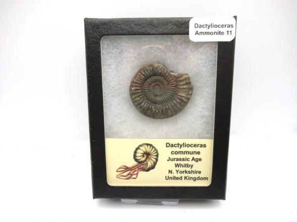 United Kindom Dactylioceras Ammonite #11